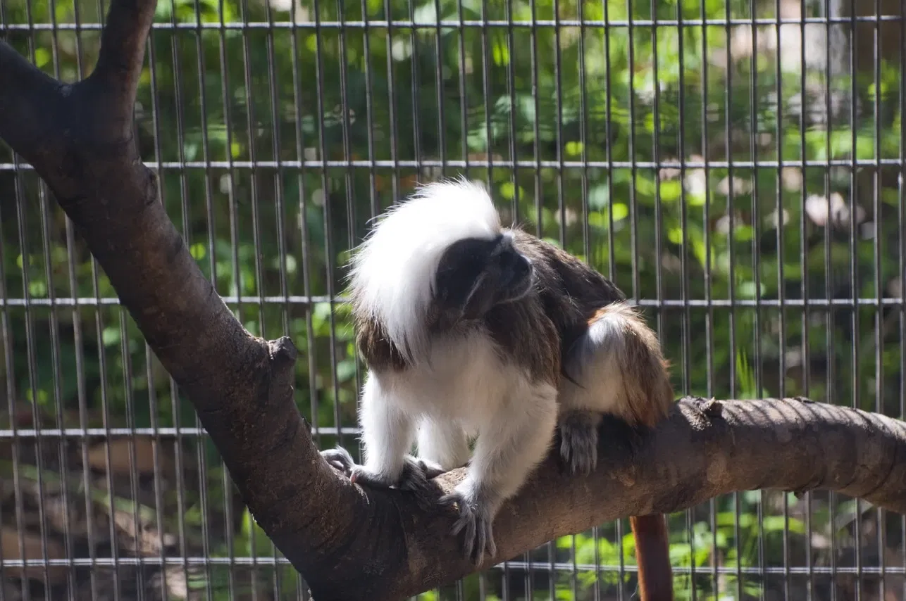 Zoo et Aquarium de San Antonio
