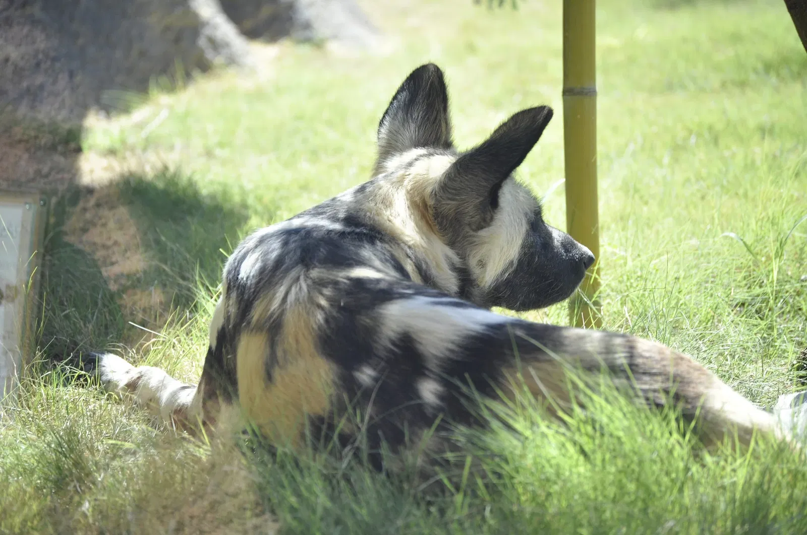 Zoológico de San Antonio