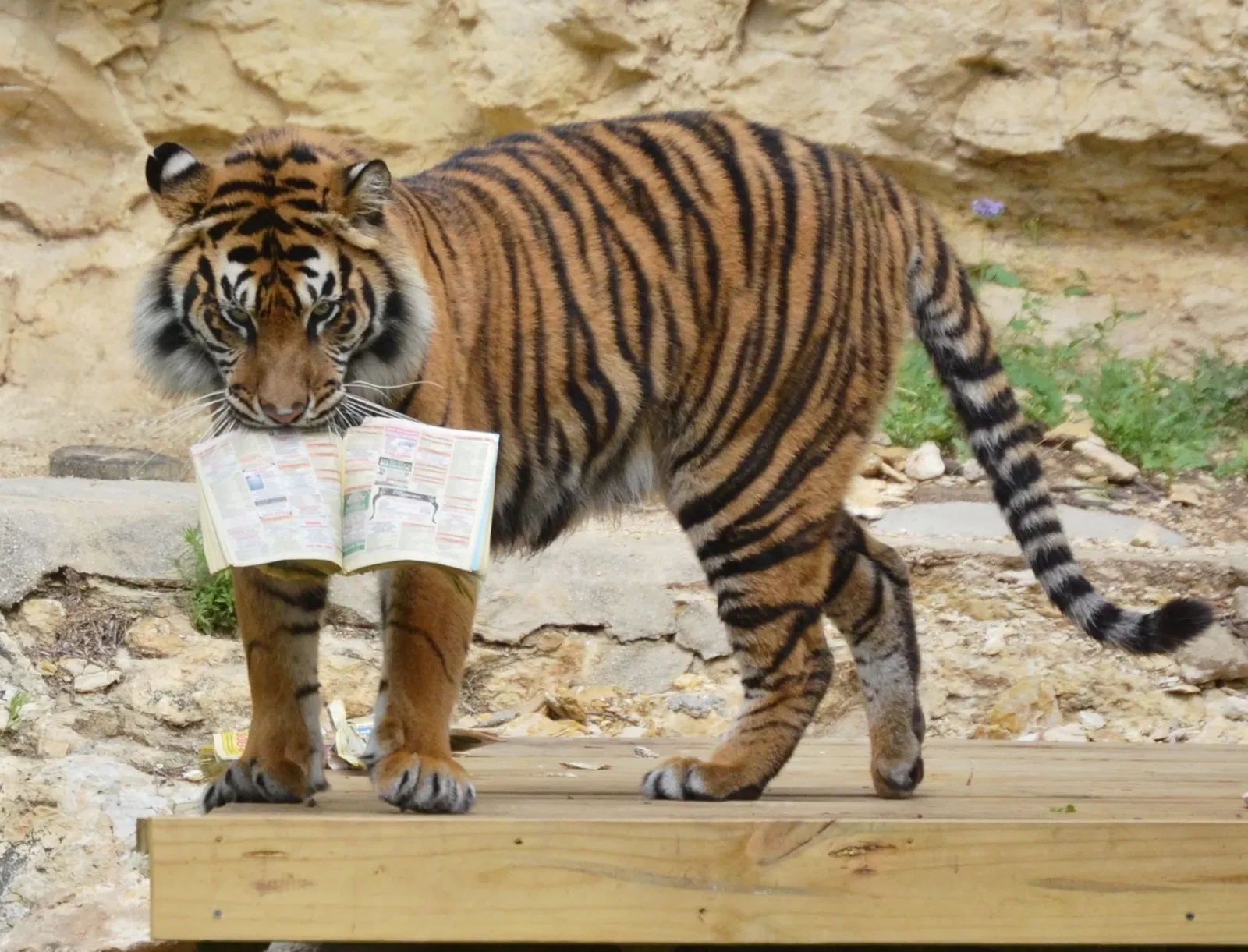 Zoológico de San Antonio