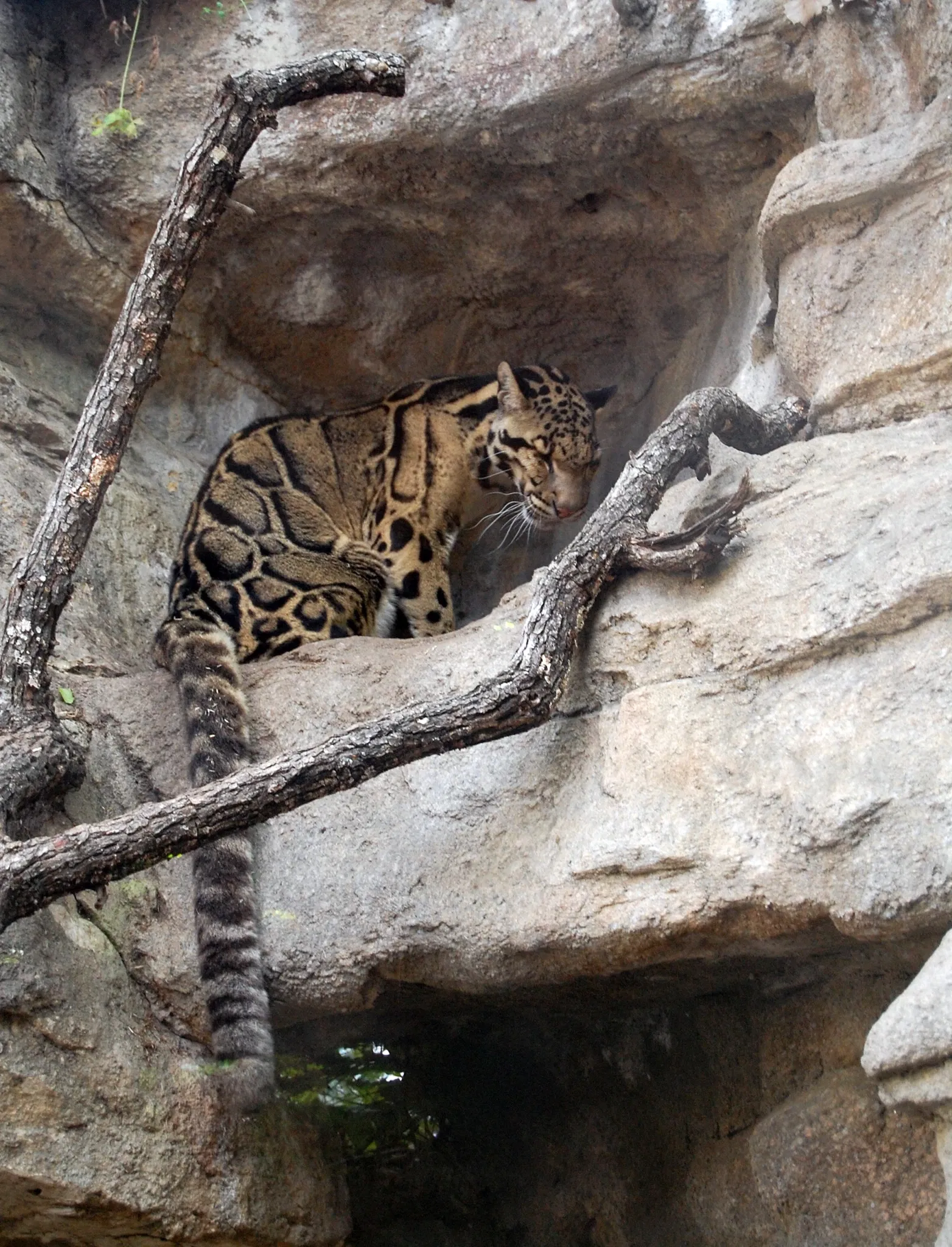 Zoo et Aquarium de San Antonio