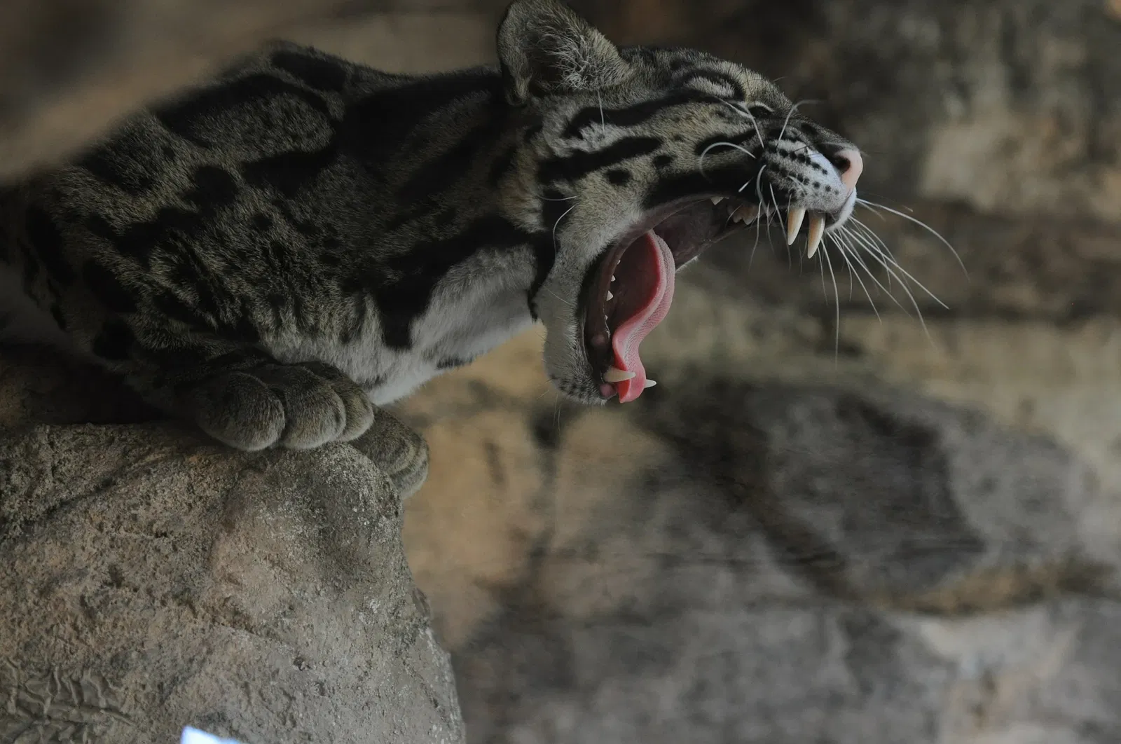 Zoológico de San Antonio