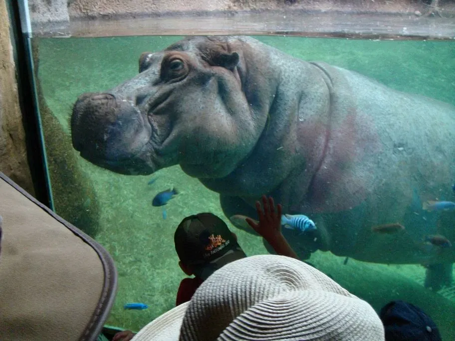 Zoológico de San Antonio