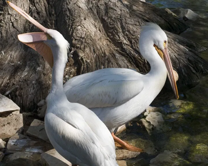 Zoo et Aquarium de San Antonio
