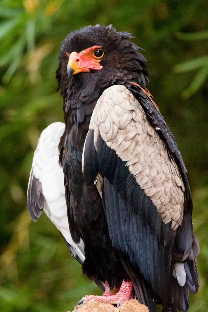 Zoológico de San Antonio