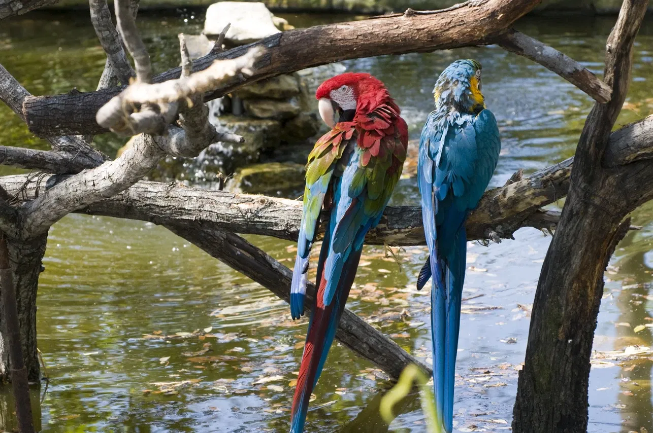 Zoológico de San Antonio