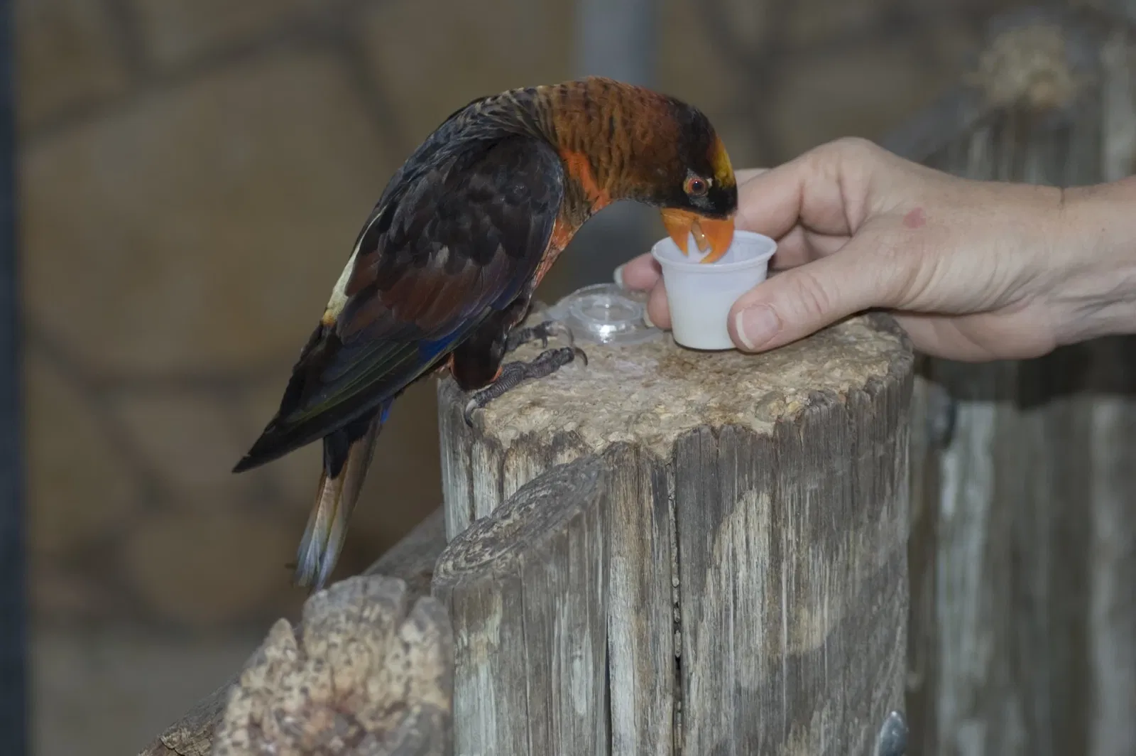 Zoo et Aquarium de San Antonio