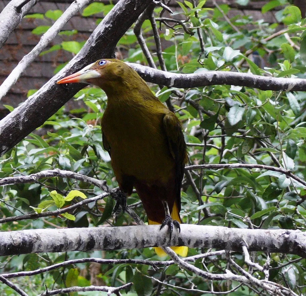 Zoológico de San Antonio