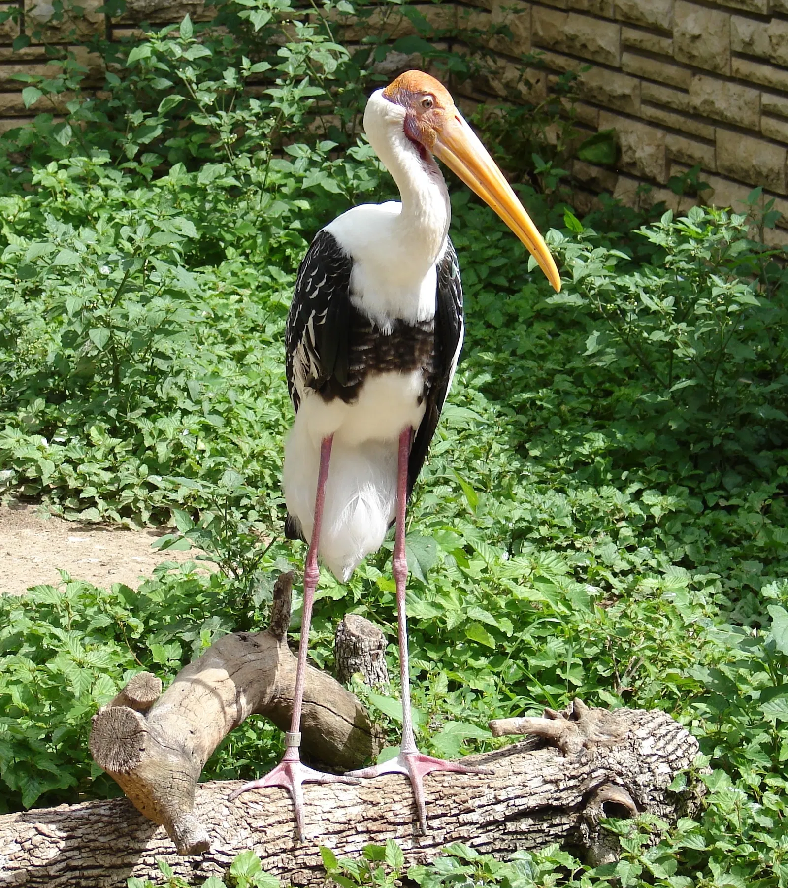 Zoo et Aquarium de San Antonio