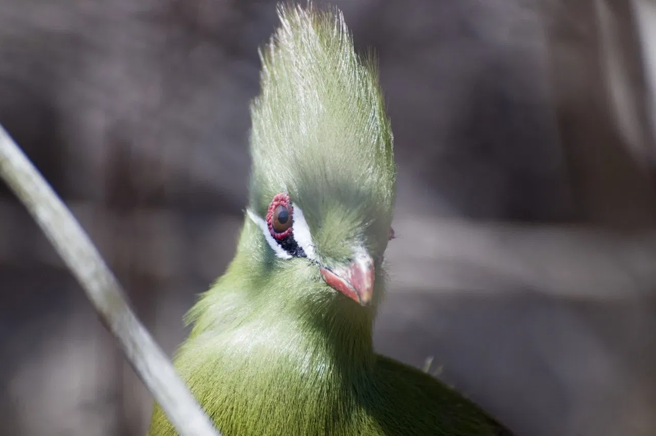 Zoológico de San Antonio