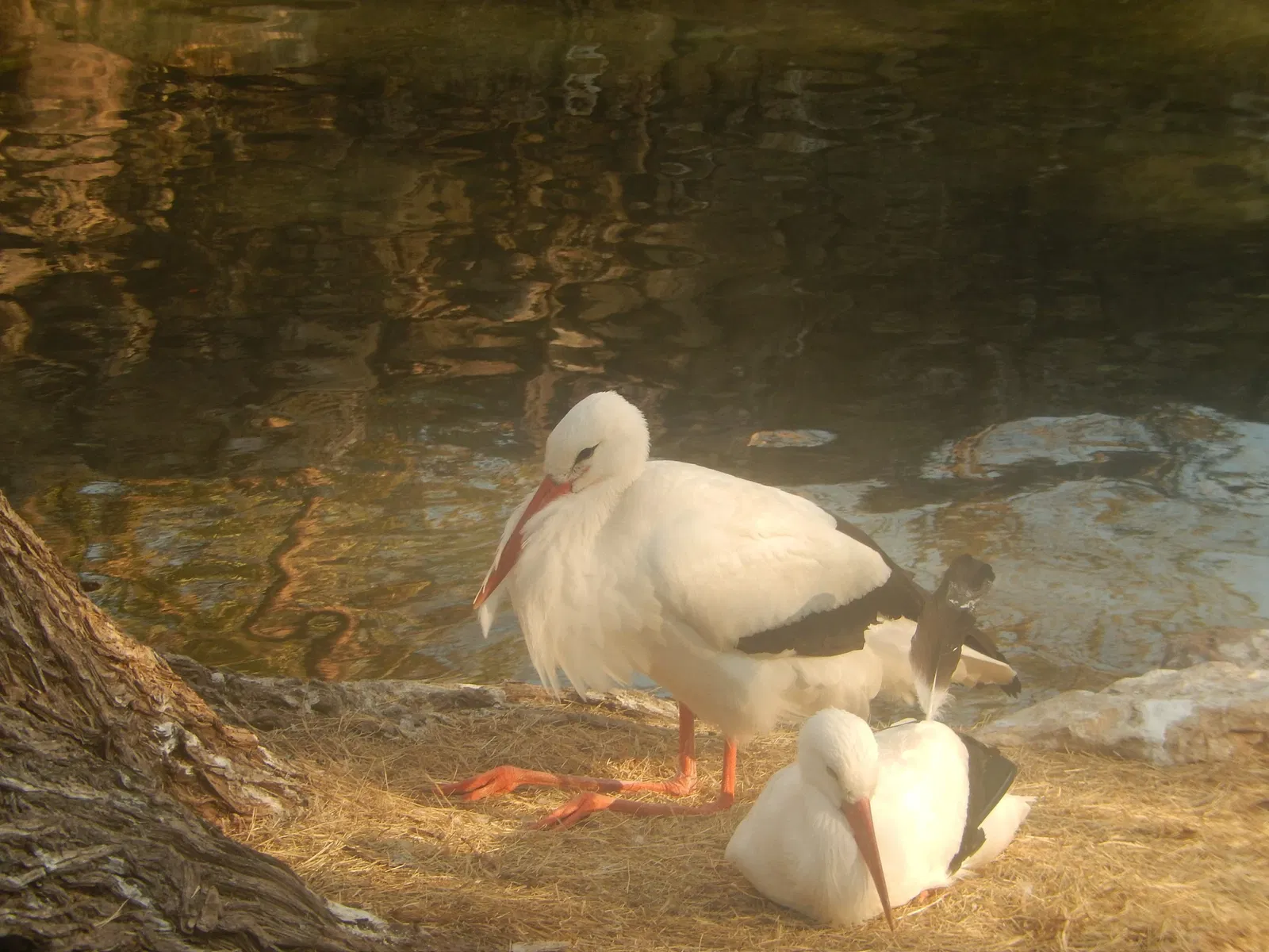 Zoo et Aquarium de San Antonio
