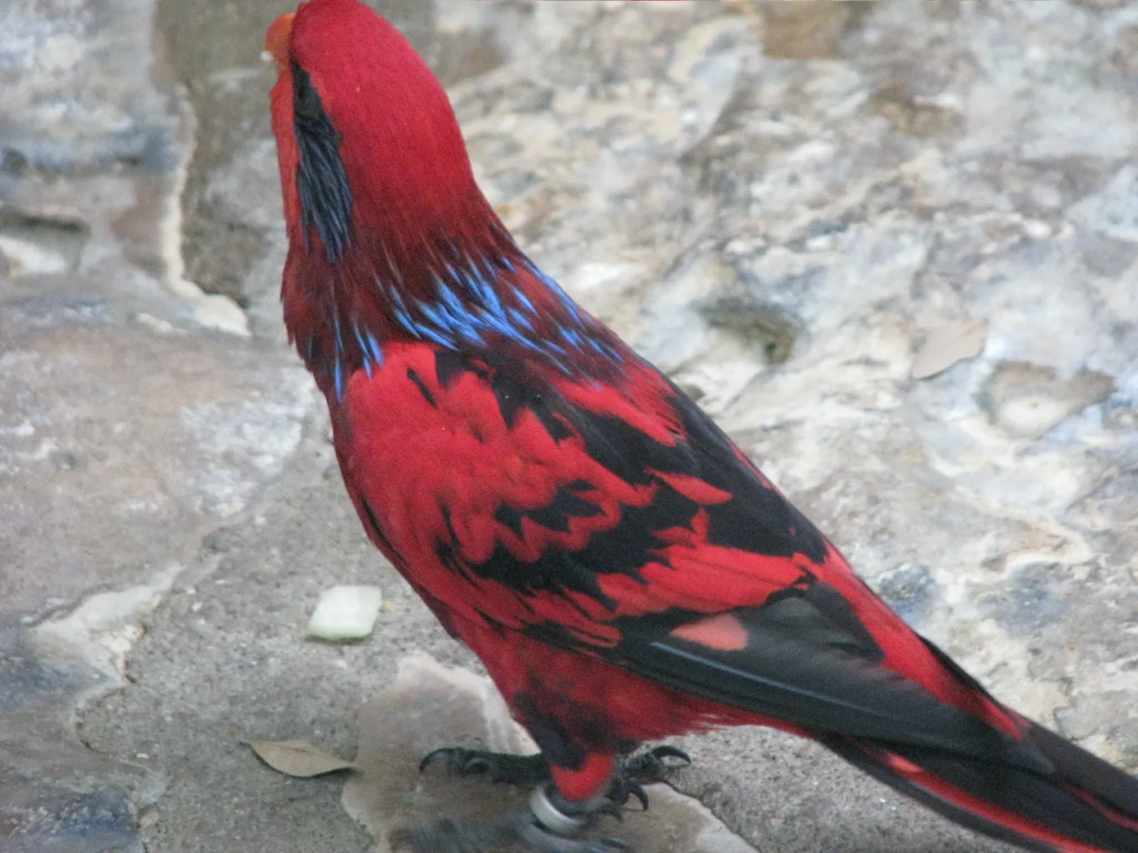 Zoo et Aquarium de San Antonio