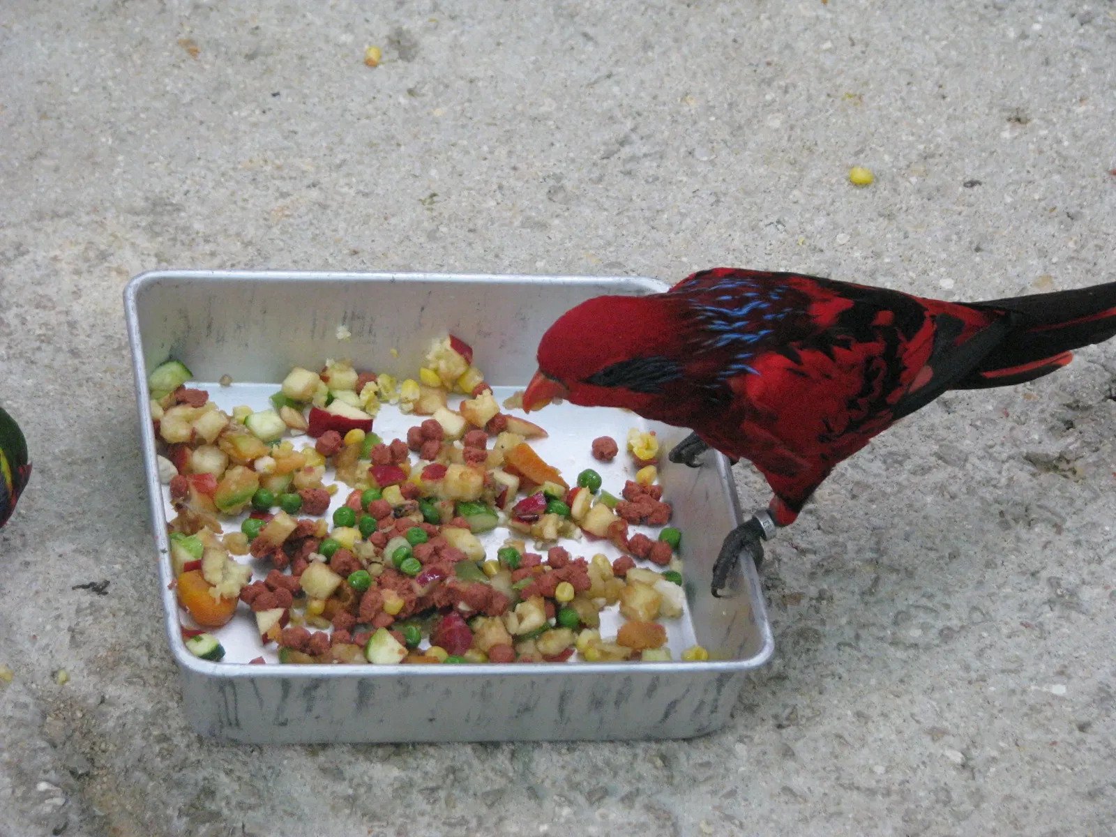 Zoo et Aquarium de San Antonio