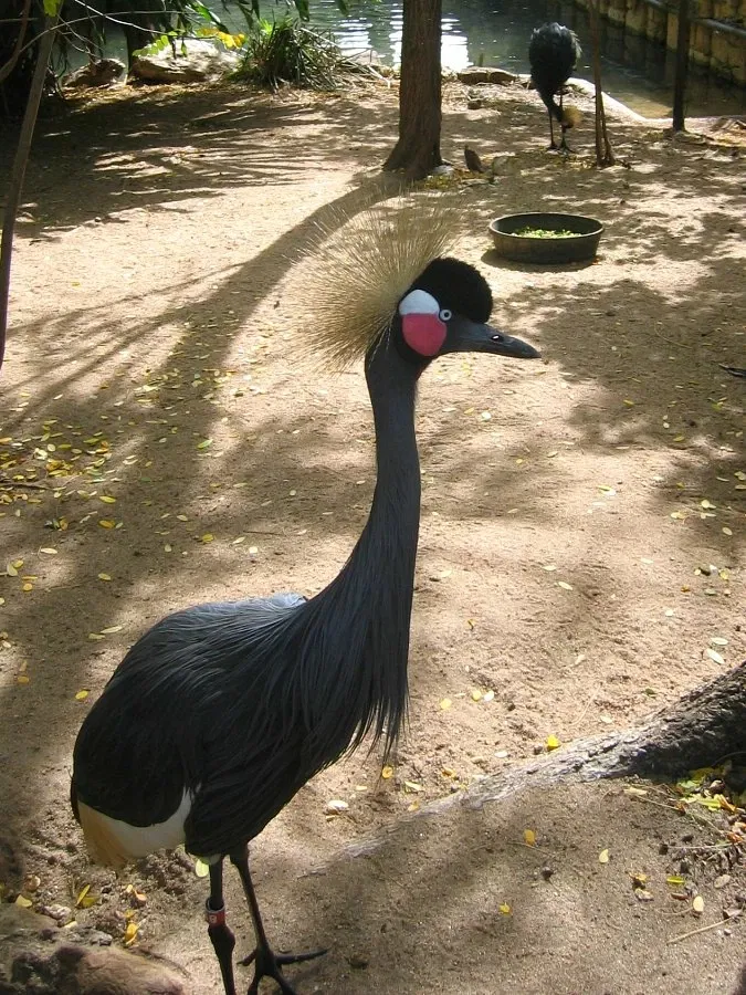 Zoológico de San Antonio