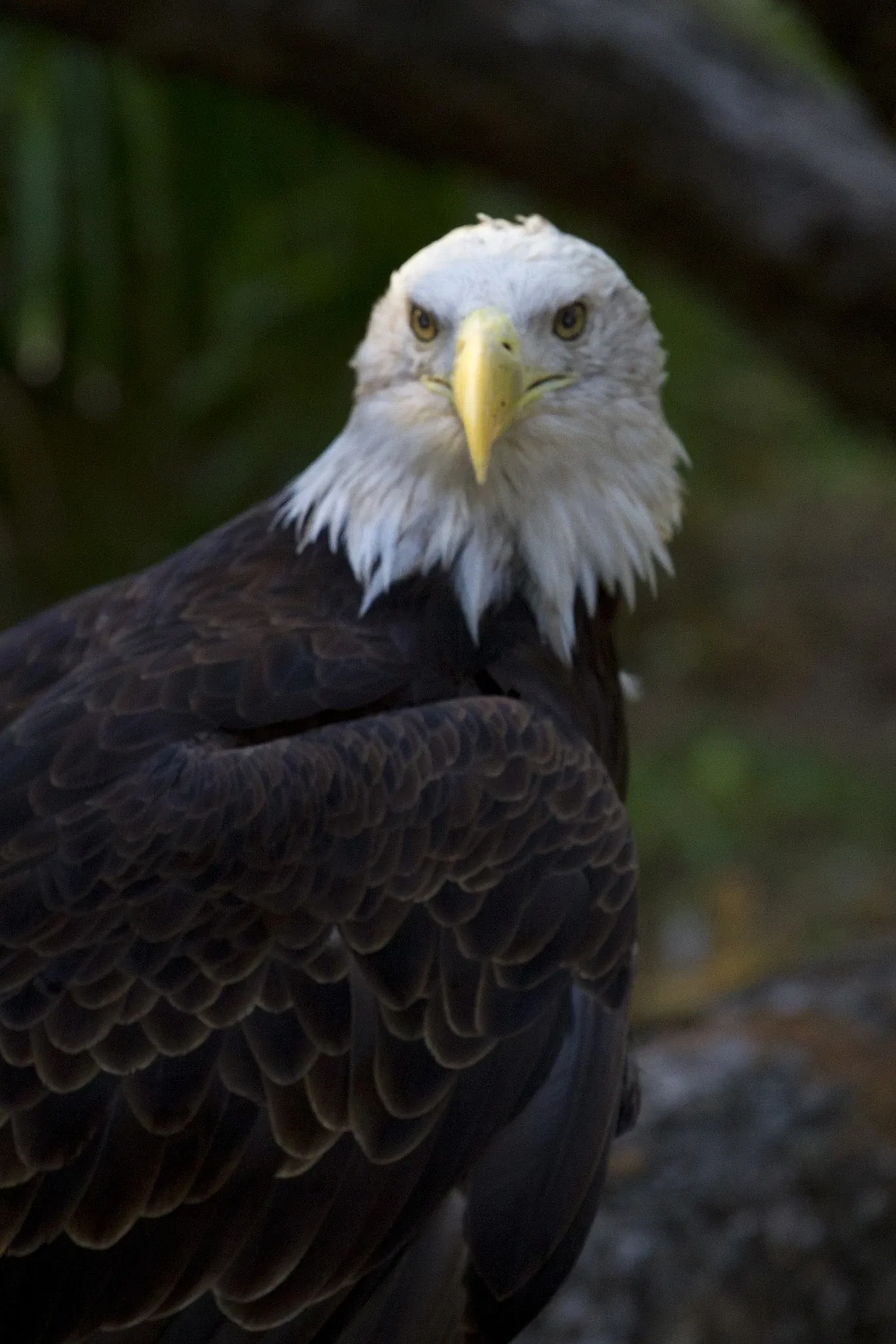 Zoo et Aquarium de San Antonio