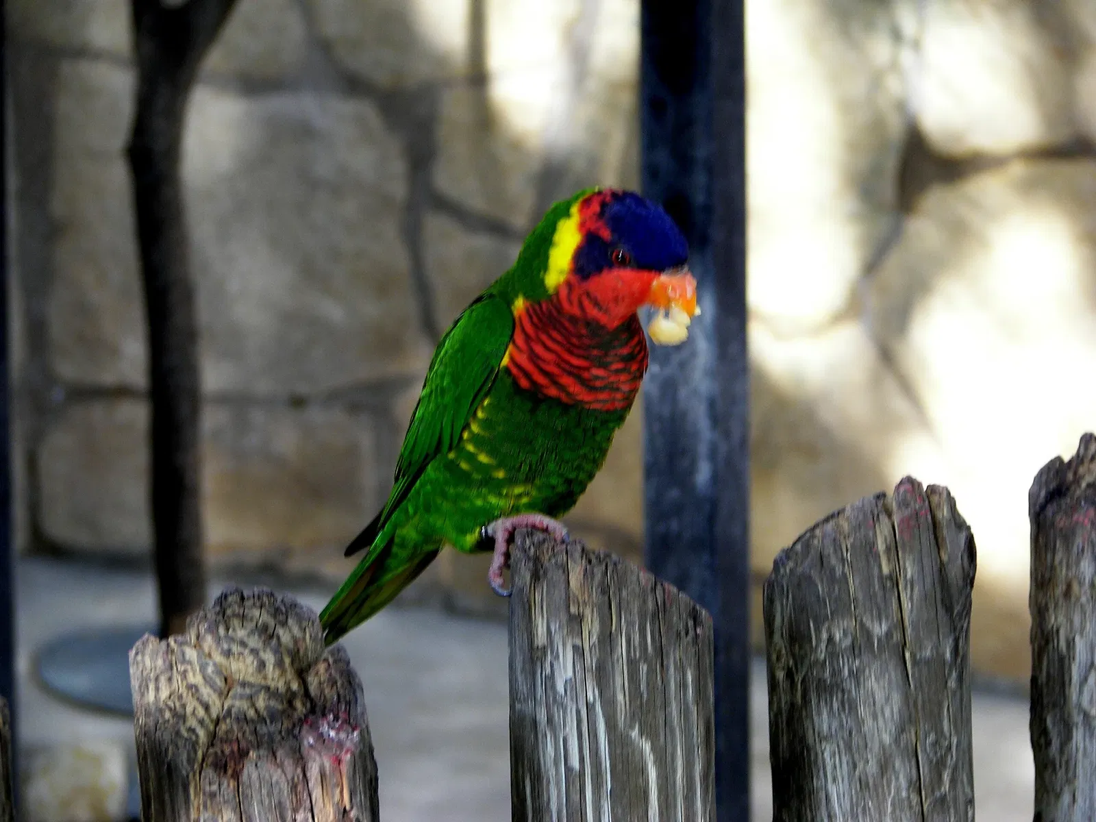 San Antonio Zoo