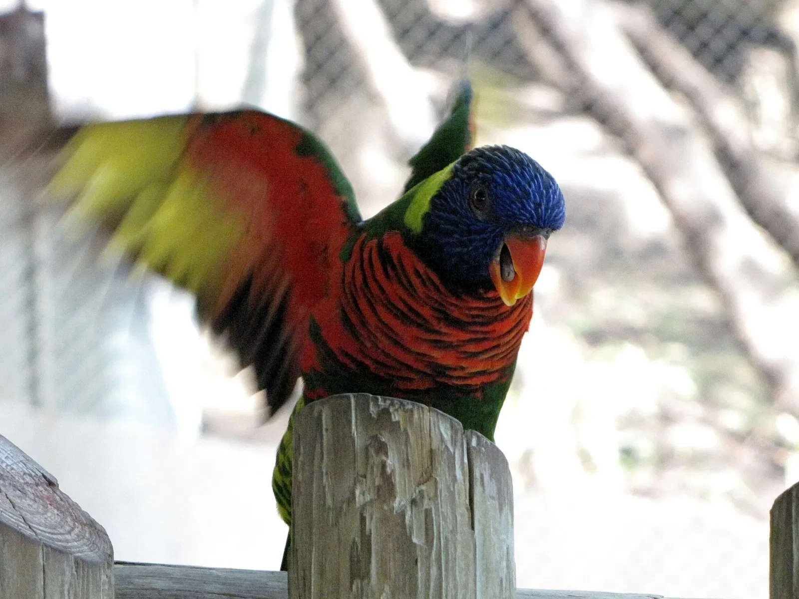 Zoo et Aquarium de San Antonio