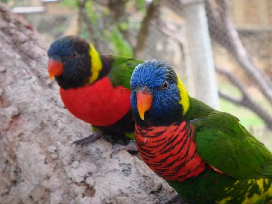 Zoo et Aquarium de San Antonio