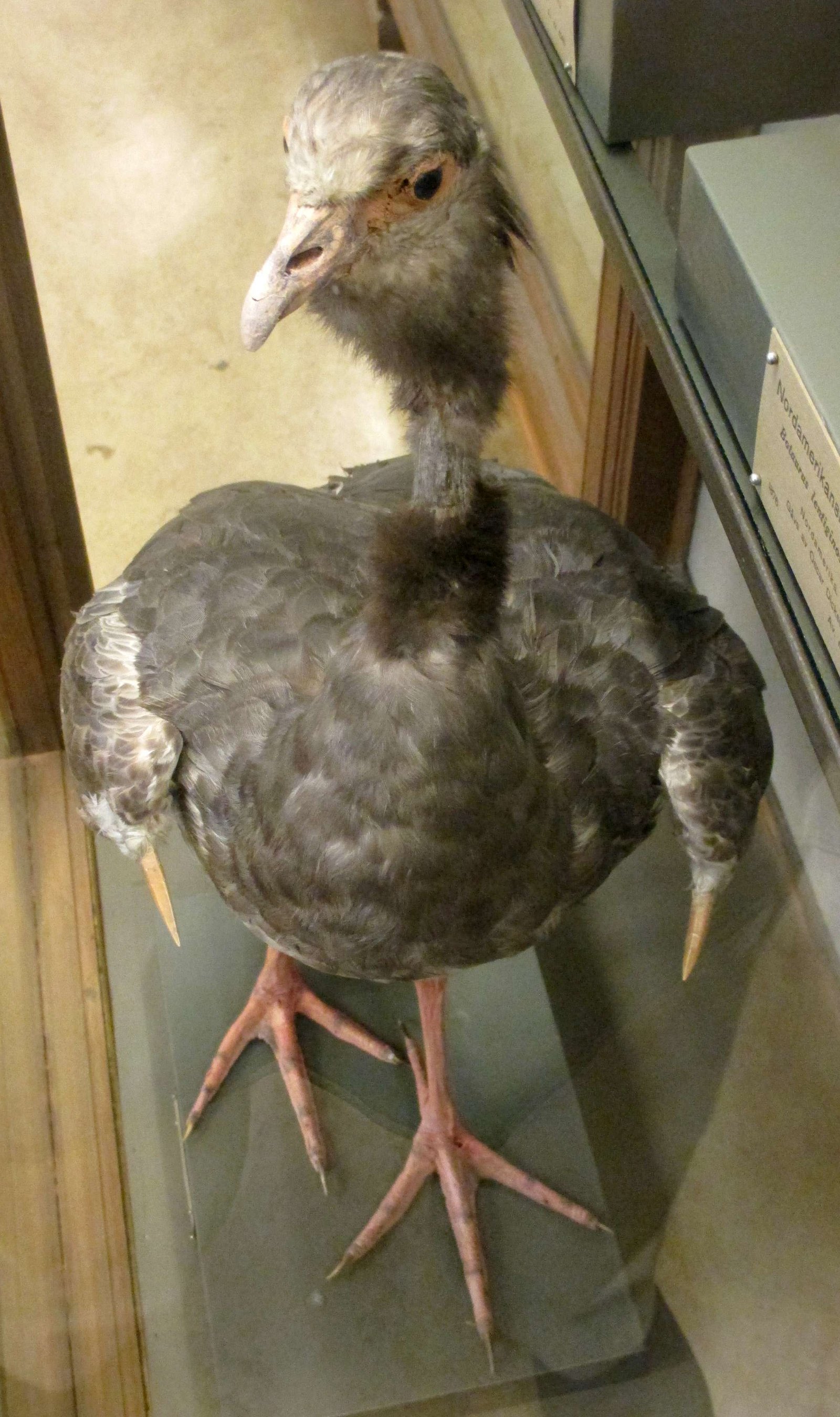 Göteborg Natural History Museum