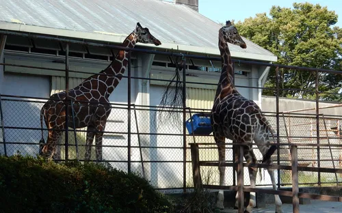 Hamamatsu Zoological Gardens