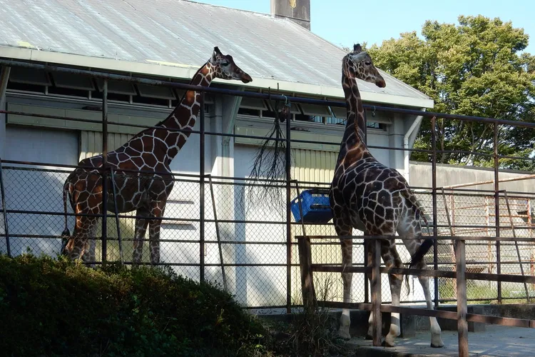 Hamamatsu Zoological Gardens