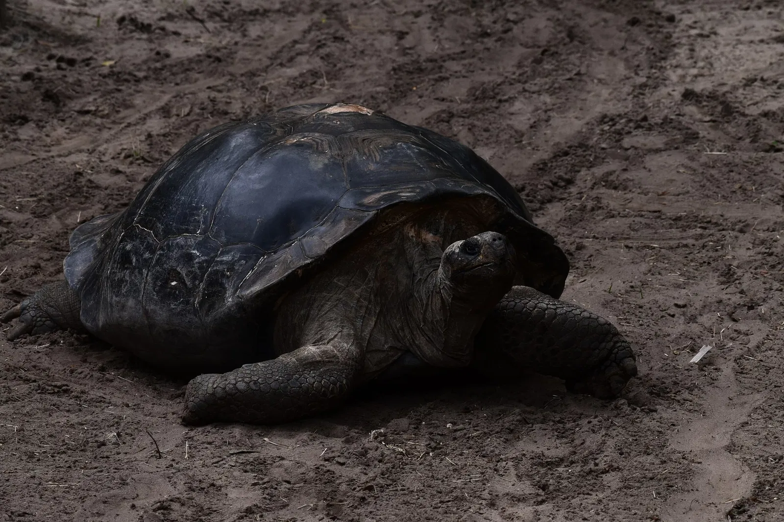 St. Augustine Alligator Farm Zoological Park