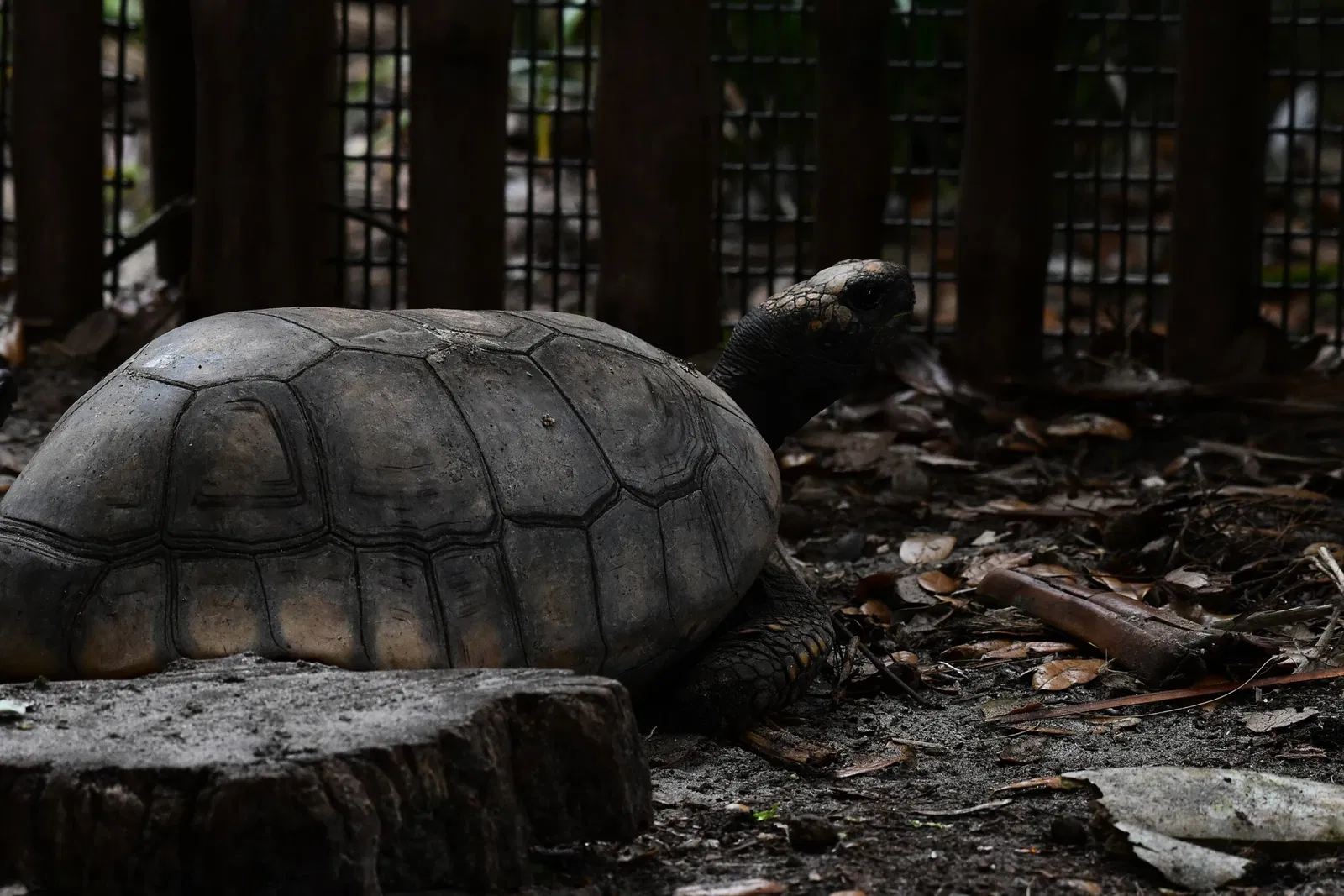 Alligator Farm di St. Augustine