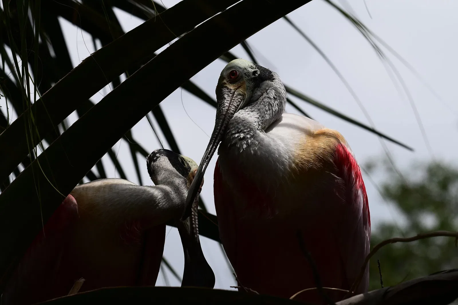 Alligator Farm di St. Augustine