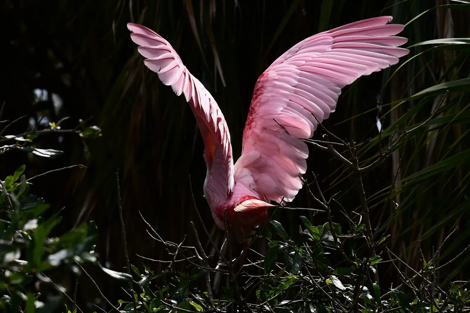 Alligator Farm di St. Augustine