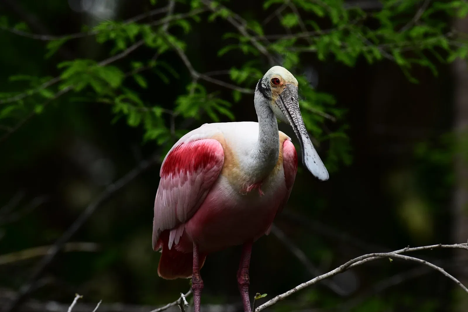 St. Augustine Alligator Farm Zoological Park
