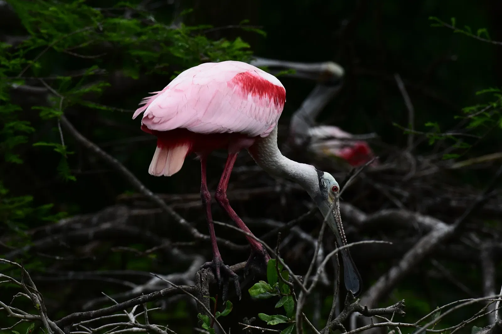 Alligator Farm di St. Augustine