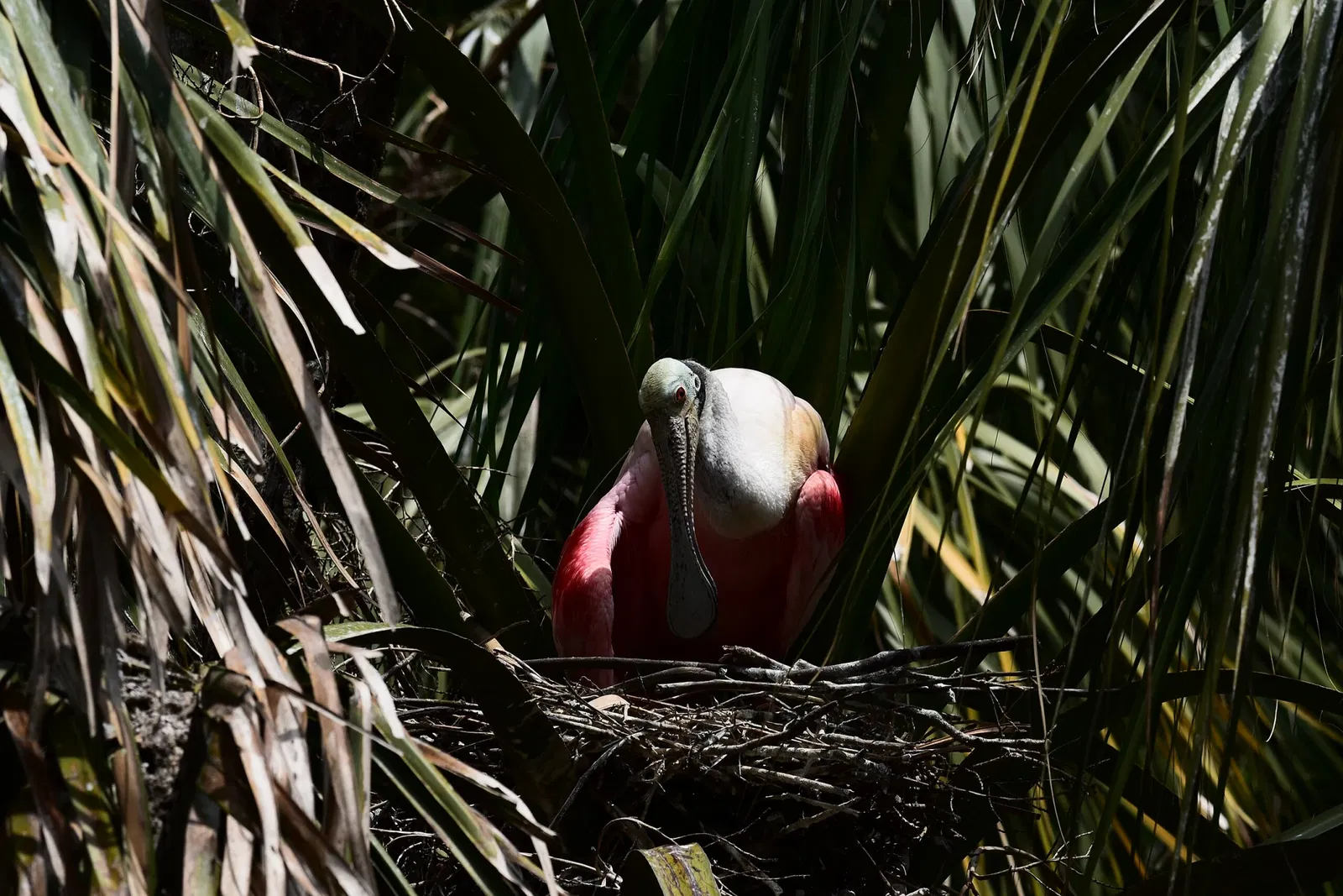 Alligator Farm di St. Augustine