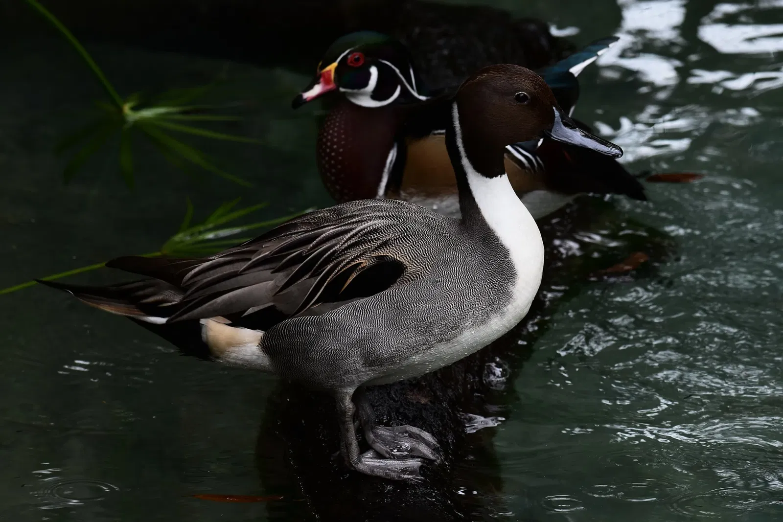 St. Augustine Alligator Farm Zoological Park