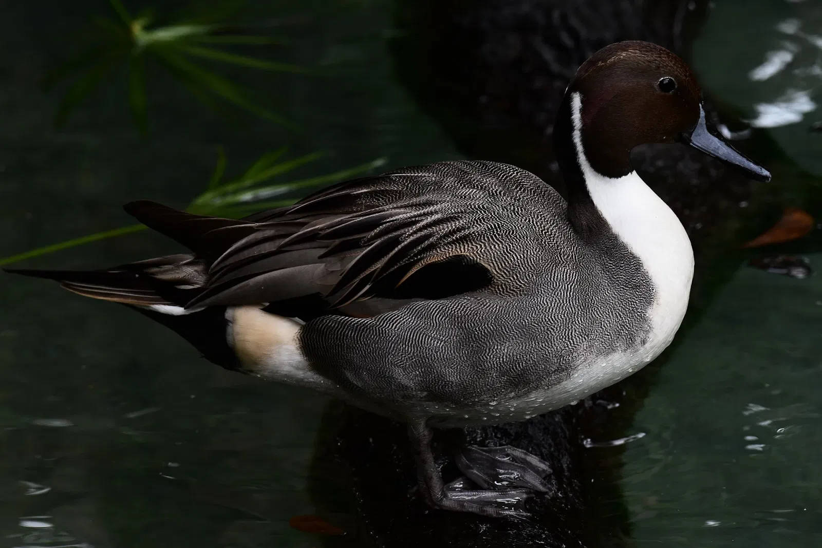 Alligator Farm di St. Augustine
