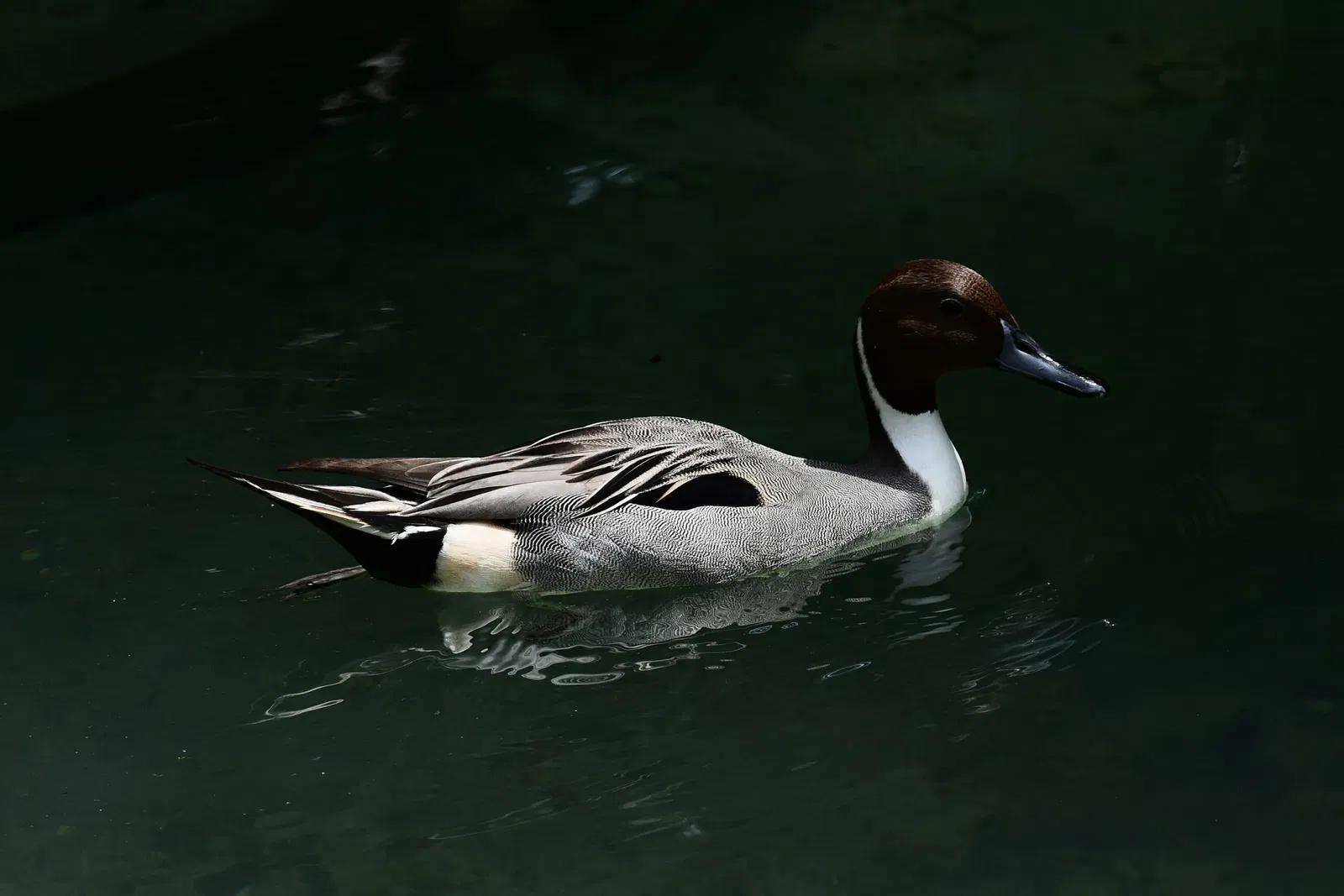 Alligator Farm di St. Augustine