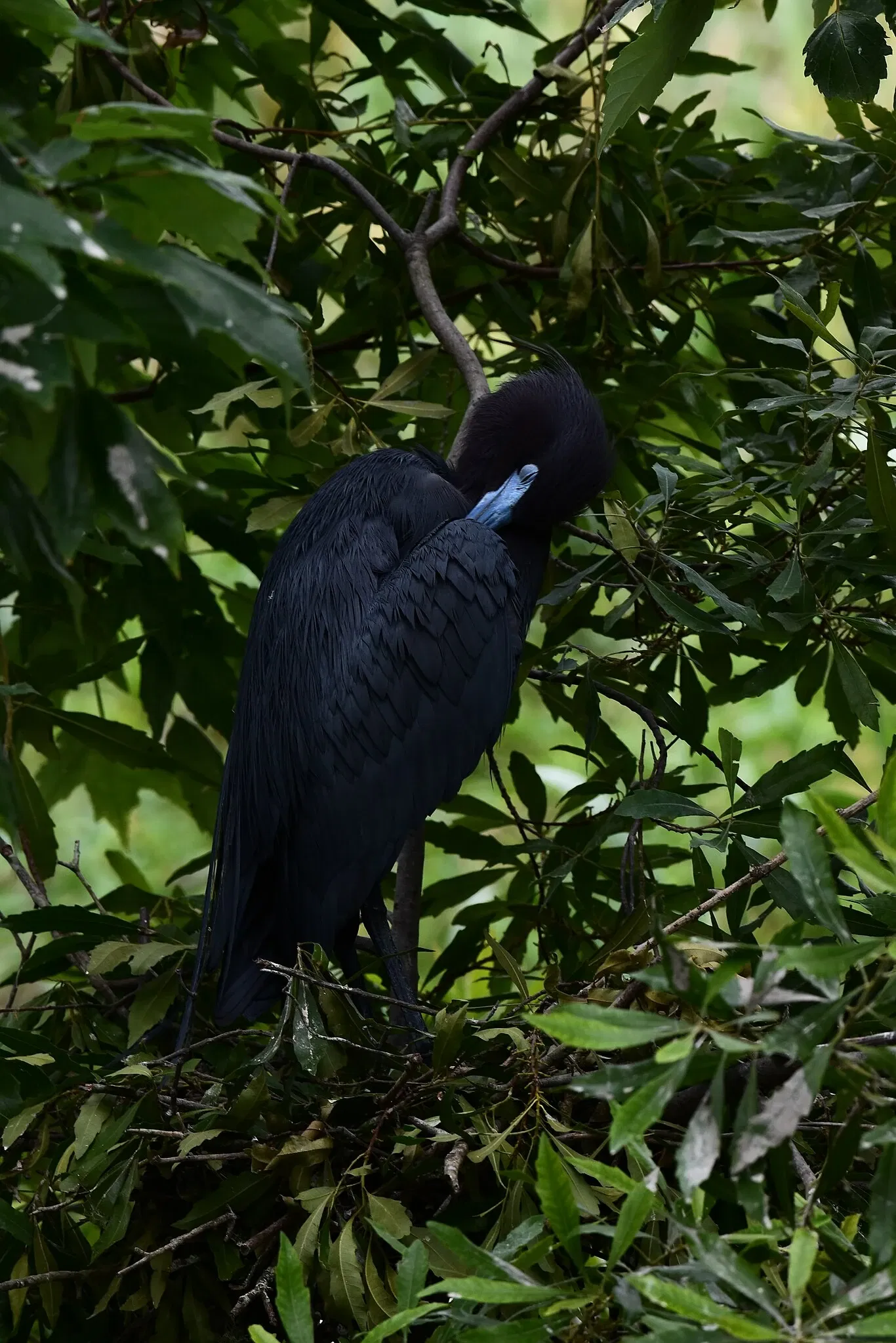 Alligator Farm di St. Augustine