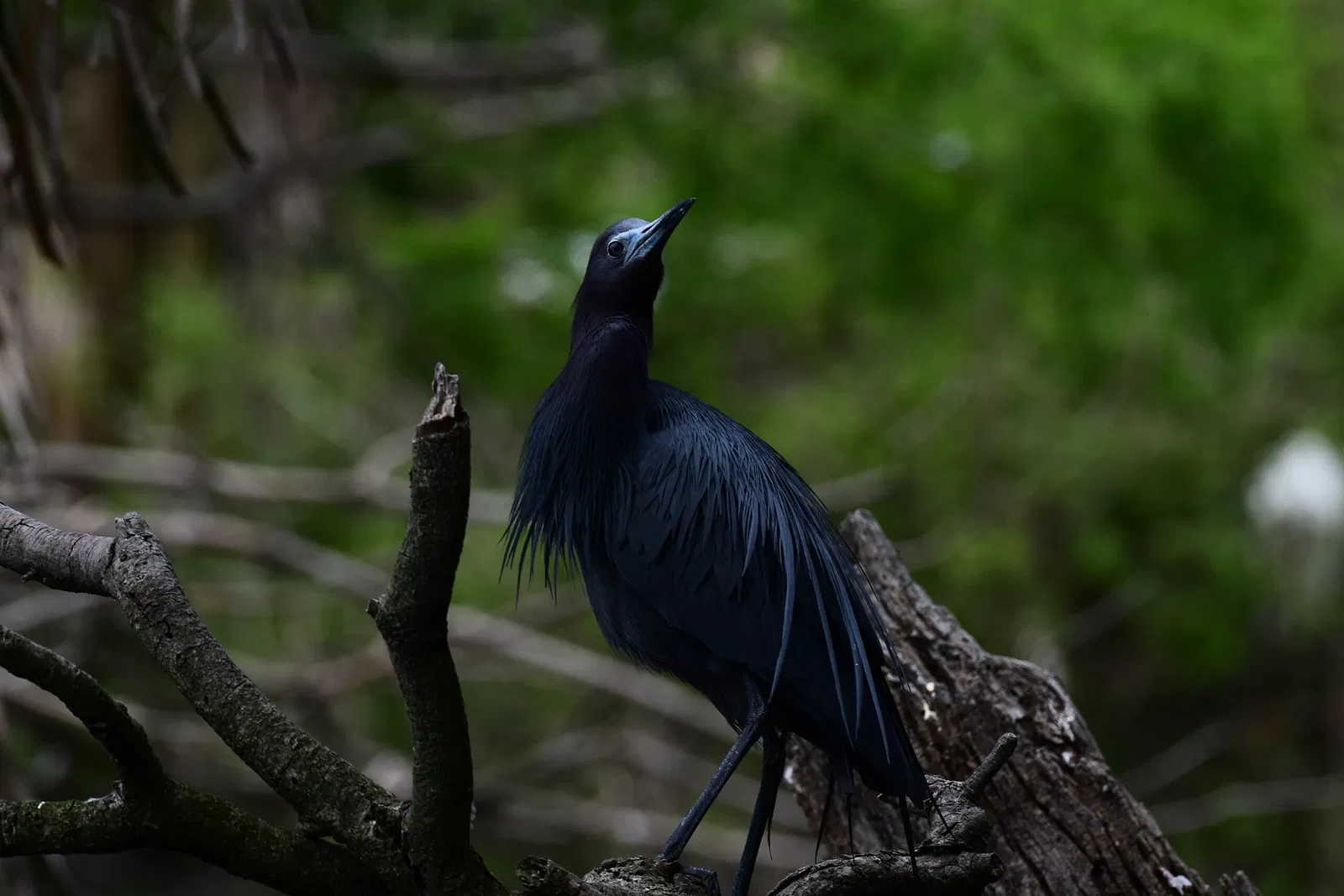 St. Augustine Alligator Farm Zoological Park