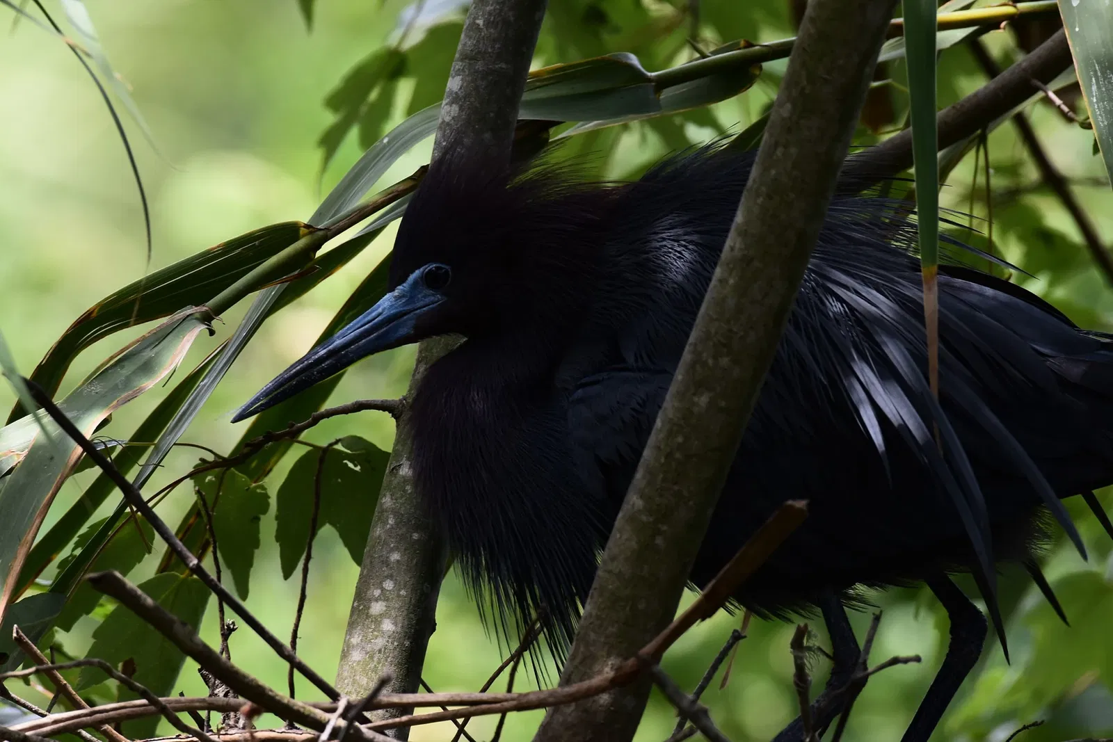 Alligator Farm di St. Augustine