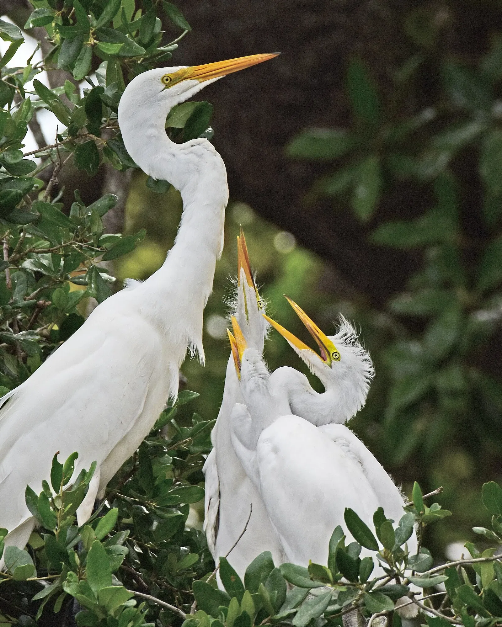 St. Augustine Alligator Farm Zoological Park