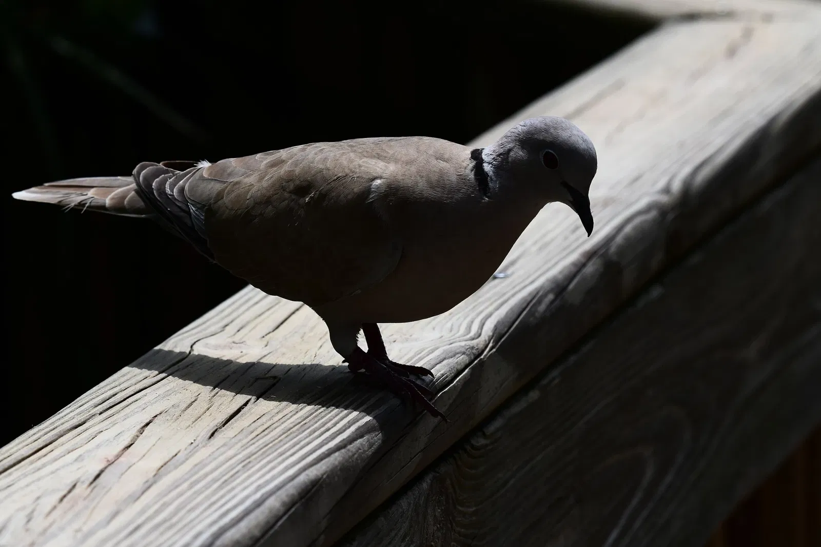 St. Augustine Alligator Farm Zoological Park