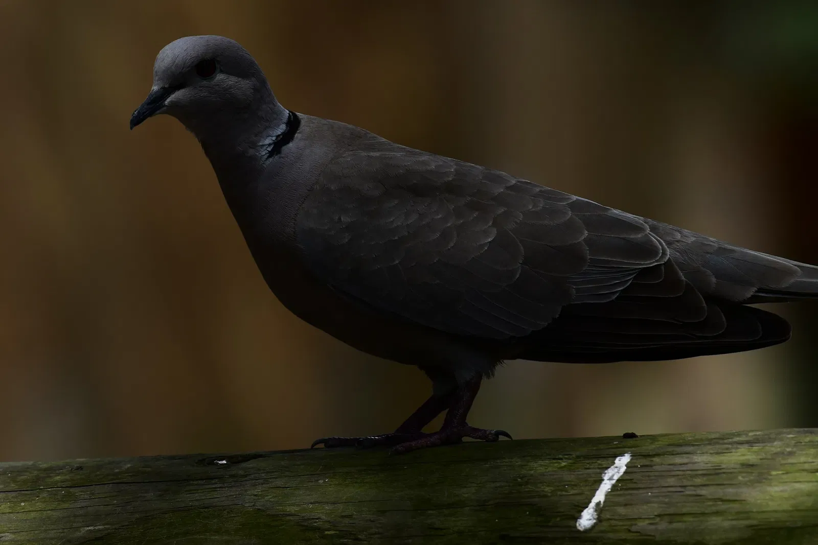 Alligator Farm di St. Augustine