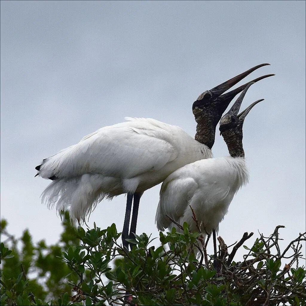 Alligator Farm di St. Augustine