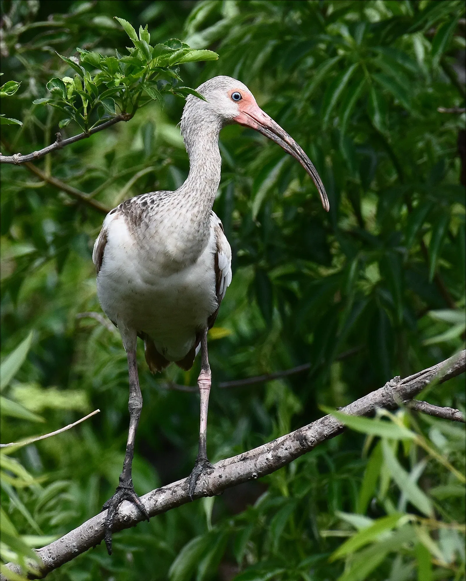Alligator Farm di St. Augustine