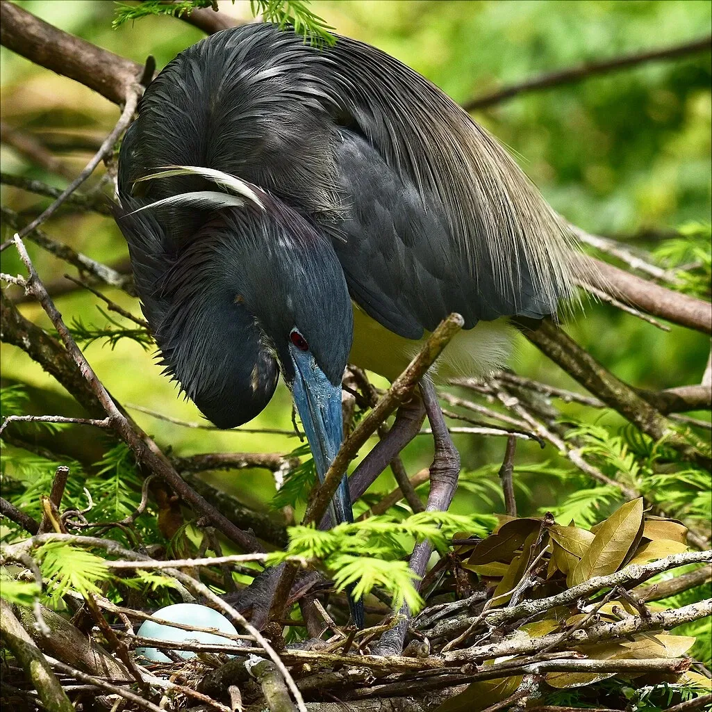 St. Augustine Alligator Farm Zoological Park