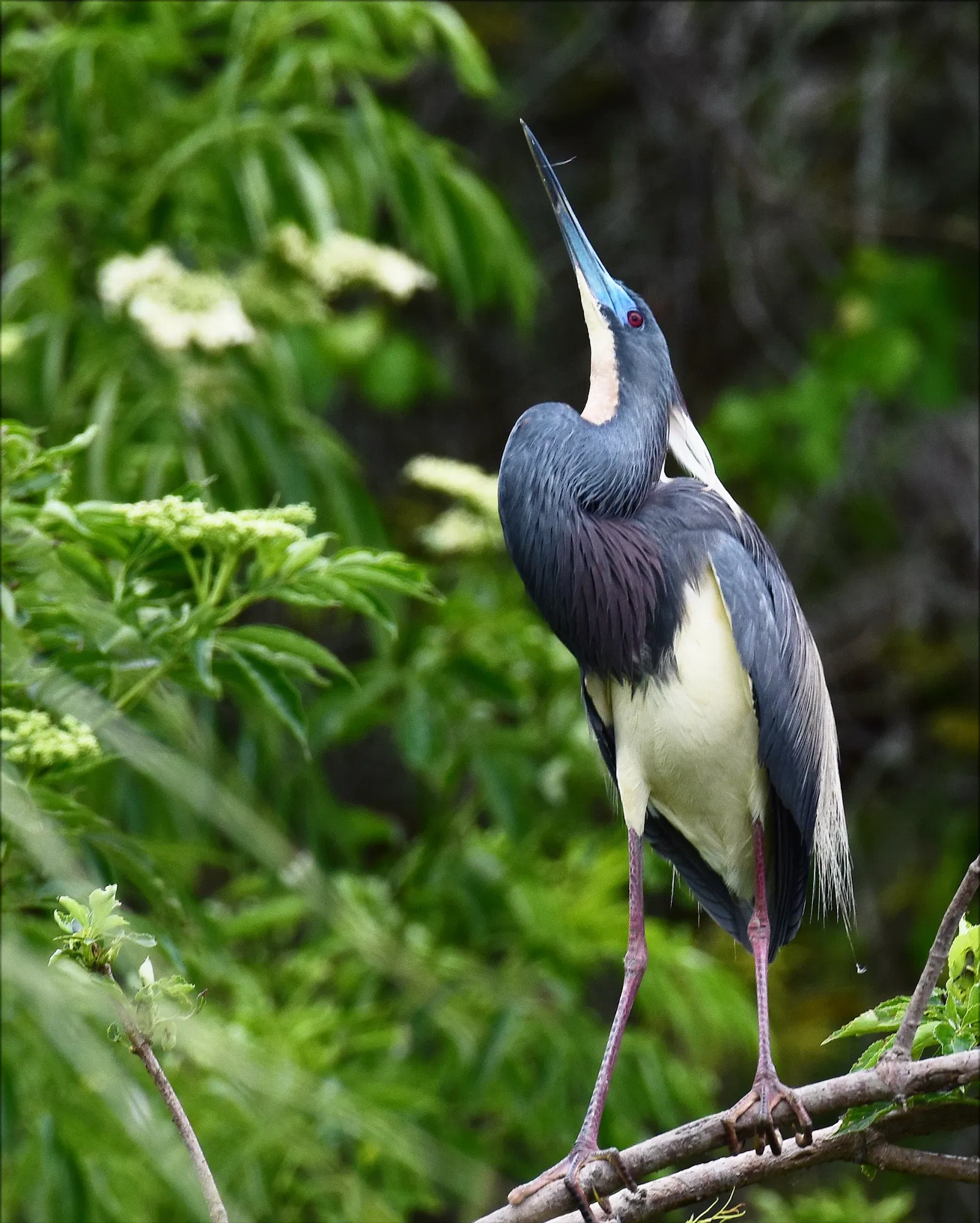 Alligator Farm di St. Augustine