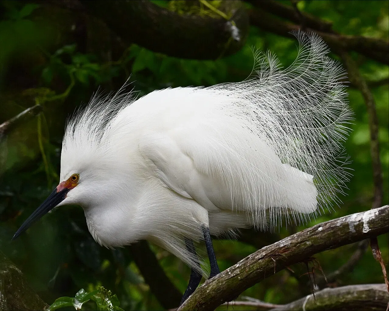 Alligator Farm di St. Augustine