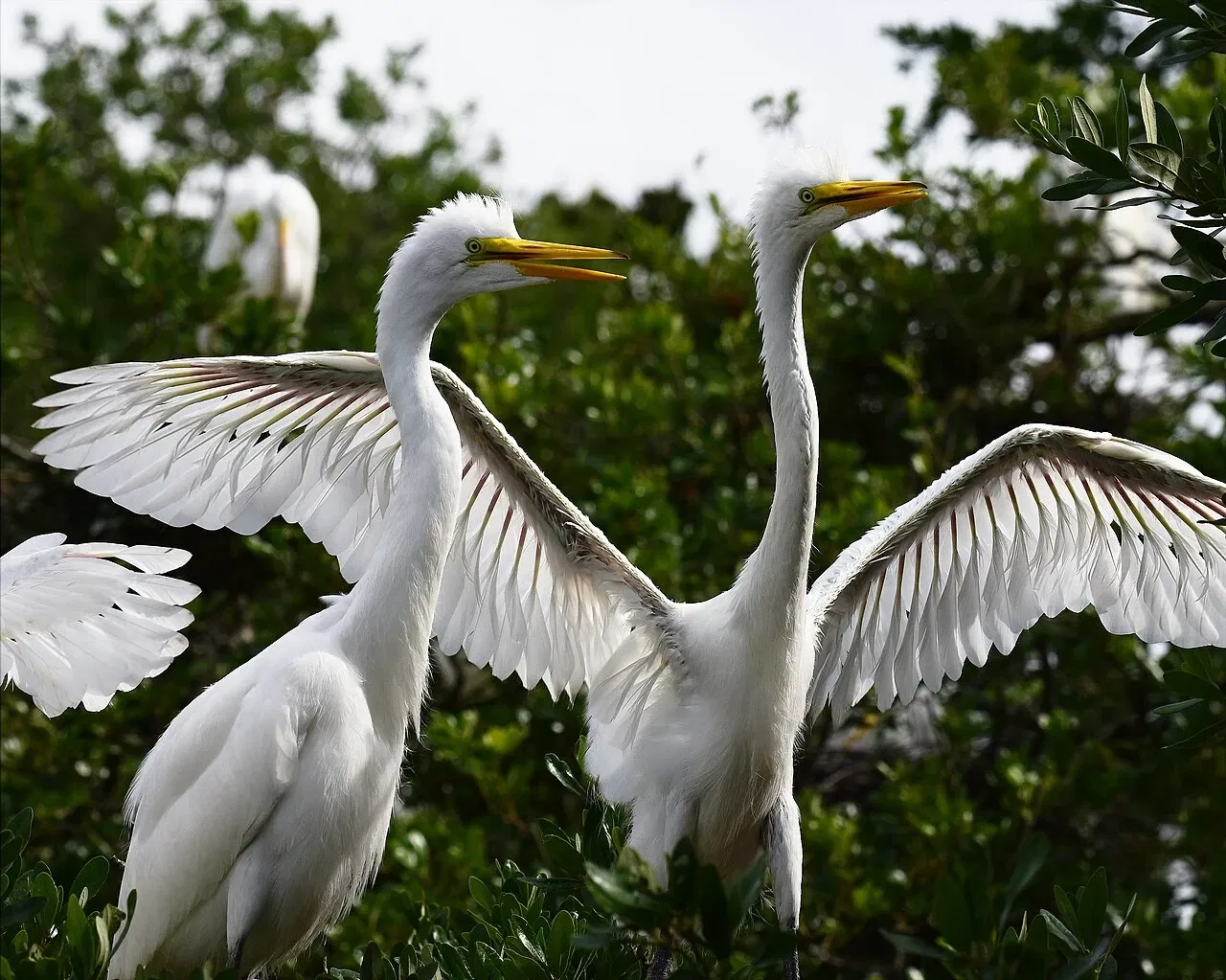 Alligator Farm di St. Augustine