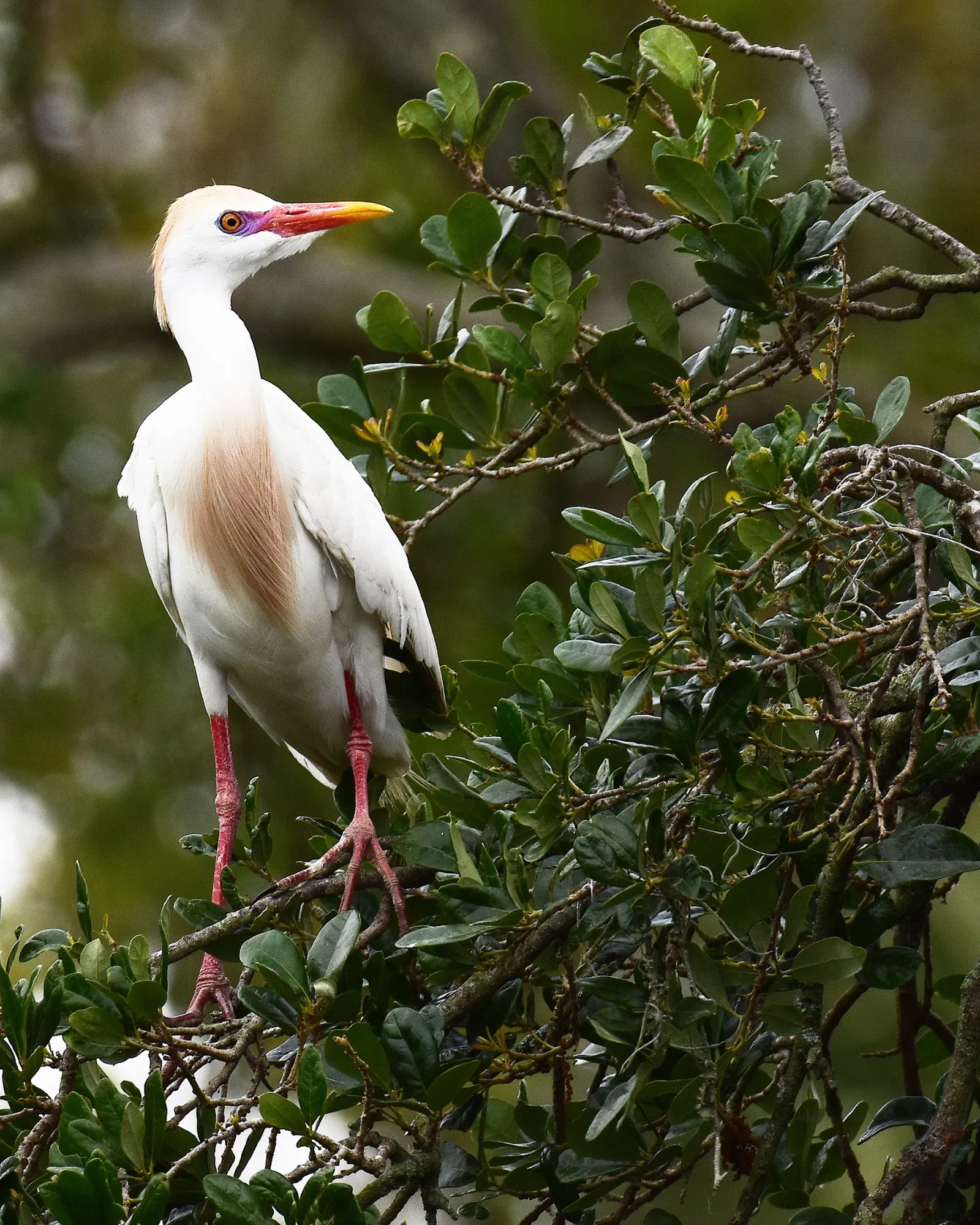 St. Augustine Alligator Farm Zoological Park