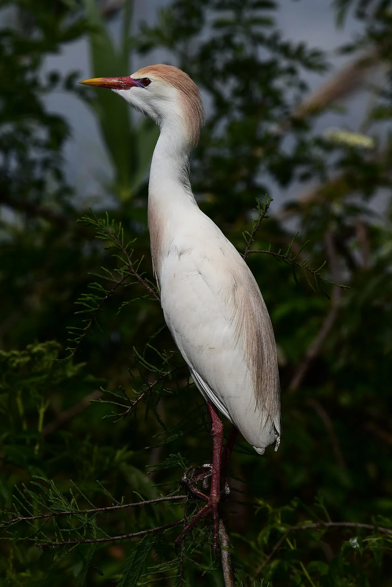 Alligator Farm di St. Augustine