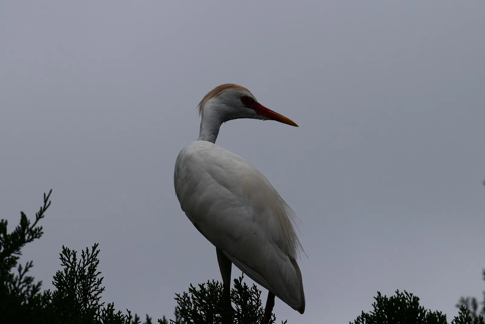 St. Augustine Alligator Farm Zoological Park