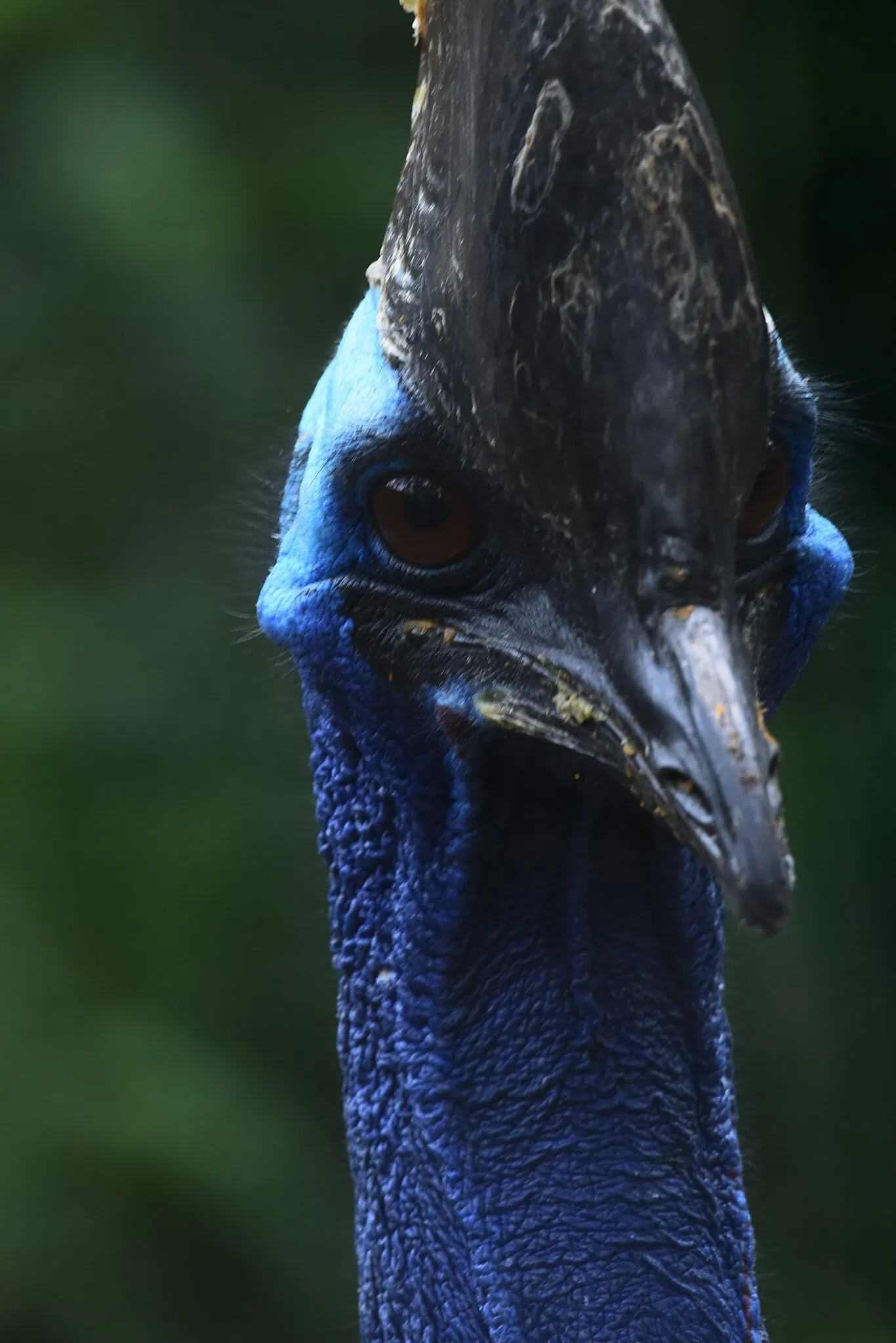St. Augustine Alligator Farm Zoological Park